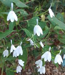 Image result for Rhinacanthus zambesiacus