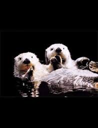ラッコが両手で目隠ししている理由が判明ｗｗｗ ガールズちゃんねる sea otter otter facts otter love