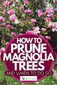 How do you prune a tulip magnolia tree? How To Prune Magnolia Trees And When To Do So Garden Tabs