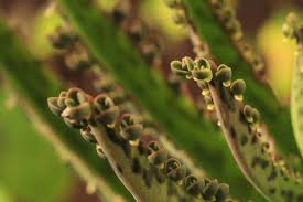 Meanwhile, some species reproduce asexually. Asexual Reproduction In Plants Biology Wise