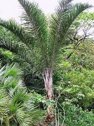 Image result for Raphia australis