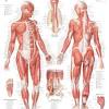 These muscles constitute the anatomical classification known as the medial compartment of the thigh. Https Encrypted Tbn0 Gstatic Com Images Q Tbn And9gcqokvaulczhz 2bqco3soks9ykt2divnjlncbq3nih9ccuk2ltv Usqp Cau