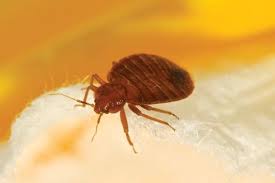 Do i have to wash everything after a pest treatment? Chemical Free Pest Control Methods Pest Control And Exterminator