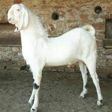 Shonitapura शोणितपुर (2) = sojat (सोजत) (as, p.913). Male White Sojat Goat 20 Kg Rs 400 Kg Shri Someshwar Group Id 22468802562