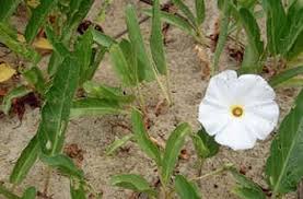 Image result for Cleome polyanthera