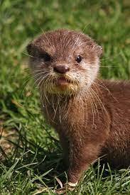 The 35 Cutest Facts Of All Time Cute Animals Baby Animals Cute Baby Animals