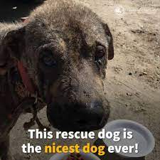 Woman Rescues Sick Dog During Her Vacation | This was beautiful. We need  more people like this! | By Power of Positivity | Facebook