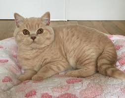 Is the british short hair cat the right cat breed for you? British Shorthair Colours Full Guide My British Shorthair