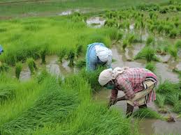 No.024/2019) in kerala state construction corporation limited (sr from among st only), work superintendent (cat. Usha Soolapani On Twitter Malayalam New Year And Farmers Day In Kerala Let Us Show Our Respect To Farmers By Supporting Them For Their Rights And Welfare Https T Co Pz4d6vuwdt