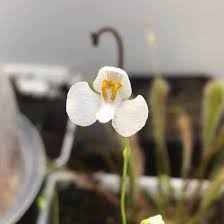 Image result for Utricularia welwitschii