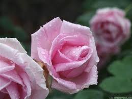 Conrad Ferdinand Meyer Rose Photo Rose Photos Rose Photo