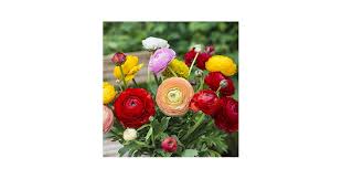 Image result for Ranunculus volkensii