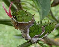 Leaf feeding caterpillars (including leaves of flowering plants, bushes and other ornamentals, vegetables and trees), azalea leafminers, green cloverworm, fruit eating caterpillars, legume feeding caterpillars, vegetable feeding caterpillars, stem and trunk boring. Orchard Swallowtail Life Cycle