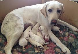 What Is The Best Breeding Age For Labradors Easy