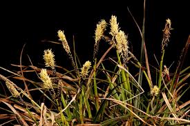 Image result for Carex echinochloe