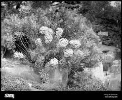 Image result for Euphorbia glanduligera