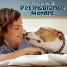 Broadly speaking, you should expect to pay between $20 to $50 per month for your pet insurance plan. Sam Johnson Samjonpcc Profile Pinterest
