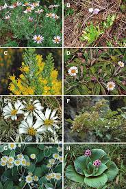 Image result for Grangea anthemoides