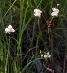 Image result for Murdannia simplex