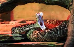 Die giftigste schlange der welt soll der inland taipan sein. Die Giftigsten Schlangen Der Welt Auf Einen Blick Infografik