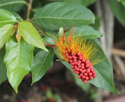 Image result for Combretum sp. A