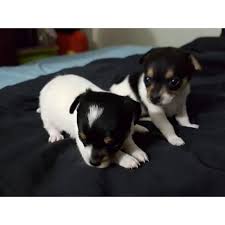Black And White Chihuahua Puppy Chihuahua New York City We Have Four Chihuahua Puppies For Sale Both Black And White Are Girls The Whi Chihuahua Puppies Chihuahua Chihuahua Puppies For Sale