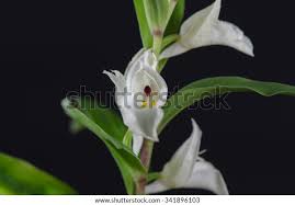 Image result for Brachycorythis