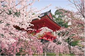 京都 桜の名所 仁和寺へお花見旅行 京都 桜の名所を訪ねて 京都 桜 旅行 お花見
