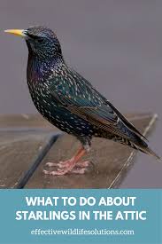 How To Get Rid Of Starlings In Your Attic Animals Attic Starling