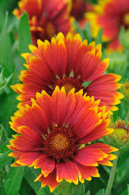 30 Best Flowers That Bloom In Summer For Your Home Garden Beautiful Flowers Garden Flower Garden Layouts Small Flower Gardens