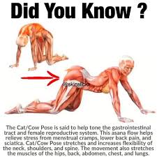 Excercise Video In 2020 Cat Cow Pose Increase Flexibility Excercise