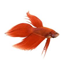 Veiltail (vt), plakat, crowntail (ct), halfmoon (hm). Red Male Veiltail Betta For Sale Order Online Petco