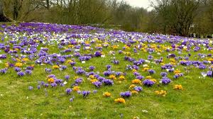 Die herbstblühenden sorten werden im juli/august gesetzt und blühen im oktober. Krokus Crocus Im Pflanzenlexikon Gartennatur Com