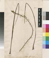 Image result for Bulbine asphodeloides