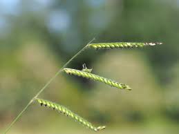 Image result for Urochloa eminii