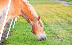 The Grass Is Always Greener On The Other Side Of The Fence Expansion Of Idea Is The Grass Always Greener On The Other Side Wonderopolis