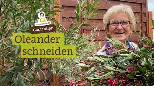 Oleander kann auf verschiedene art und weise beschnitten werden. Wann Und Wie Oleander Schneiden Auch Wenns Schwer Fallt Ein Ruckschnitt Muss Manchmal Sein Youtube