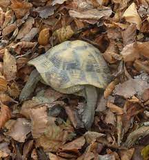 Wo liegt der unterschied, worauf muss man achten? Naturnahe Uberwinterung Geht Das Landschildkroten Im Hunsruck