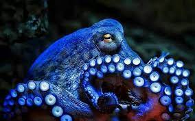 Octopus Types Of Octopus Octopus Facts Common Octopus
