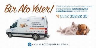 Antalya Buyuksehir Na Twitteru Bir Alo Yeter Yardima Muhtac Veya Kazaya Ugramis Dostlarimiz Icin Ucretsiz Hayvan Ambulansimizi 7 24 Arayabilirsiniz 0242 332 2233 Https T Co Hzyizlcgf8