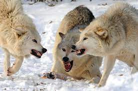 Wolves Wolves Fighting Wolf World Wolf Love