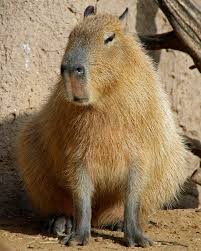 What animal is related to a capybara? Capybara Cameron Park Zoo