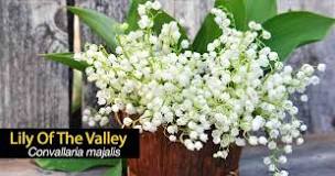 Image result