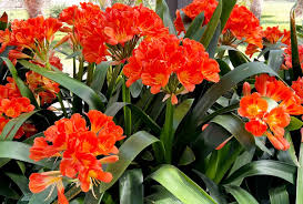 Image result for Clivia