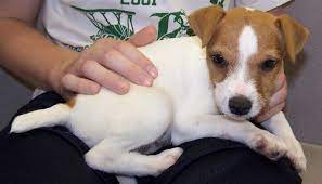 jack russel puppy jack russell terrier dog breeds jack russell puppies