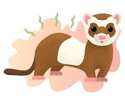 Why Do Ferrets Smell Learn How You Can Get Rid Of Their Smell