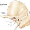 Os sphenoidale) is a single bone that lies in the base of the skull between the frontal, temporal and occipital bones. 1