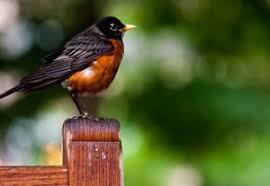 How can we keep the birds off our back porch? How To Prevent Birds From Nesting On Your Porch