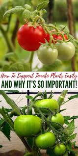 How To Support Tomato Plants Easily And Why It S So Important Growing Tomatoes In Containers Tomato Garden Pruning Tomato Plants