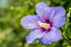hibiskus sorten die schonsten winterharte arten hibiskus bedeutung von blumen blumen pflanzen
